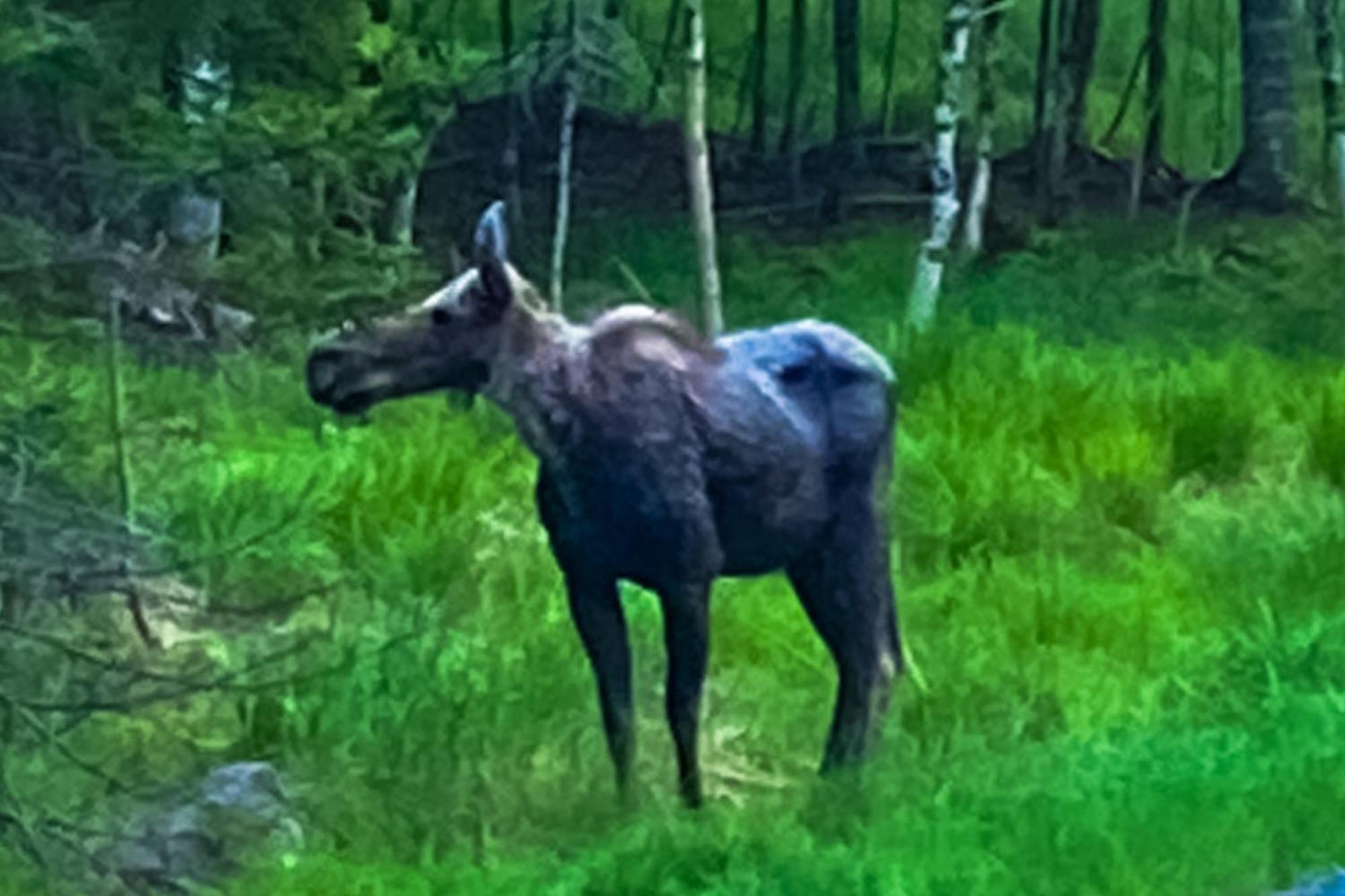 Mooseleuk Lodge The Highlands Luaran gambar